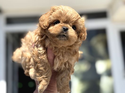 Petmode Köpek Çiftliğinde Ziyarete Açık Kore Tea Cup Maltipo görsel