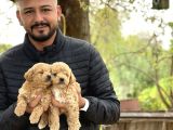 Irk Ve Kg Garantili Maltipoo Oyuncu Bebekler