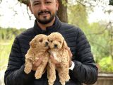 Irk Ve Kg Garantili Maltipoo Oyuncu Bebekler