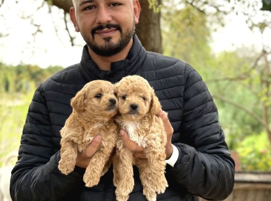 Irk Ve Kg Garantili Maltipoo Oyuncu Bebekler görsel