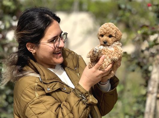 ırk ve kg garantili maltipoo oyuncu bebekler