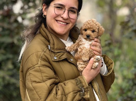 Irk Ve Kg Garantili Maltipoo Oyuncu Bebekler görsel