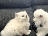 Anne Baba Scrli Longhair Yavrularımız