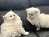 Anne Baba Scrli Longhair Yavrularımız