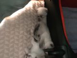 Scottish Fold Blue Point