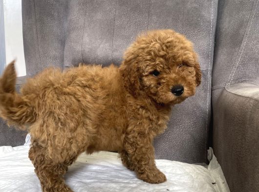 Poodle Tüy Yapisinda Maltipoo Oğlumuz görsel