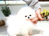 Üst Kalite Pomeranian Yavrularımız Için Arayabilirsini