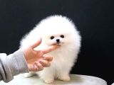 Üst Kalite Pomeranian Yavrularımız Için Arayabilirsini