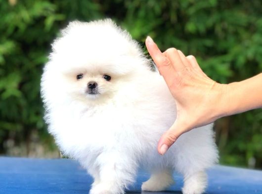 Üst Kalite Pomeranian Yavrularımız Için Arayabilirsini görsel
