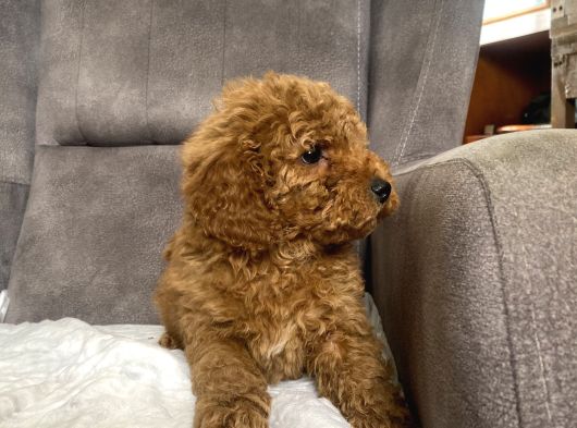 Poodle Tüy Yapisinda Maltipoo Oğlumuz görsel