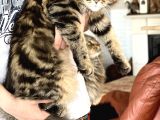 Maine Coon Yavruları