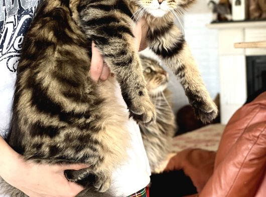 Maine Coon Yavruları görsel