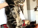 Maine Coon Yavruları
