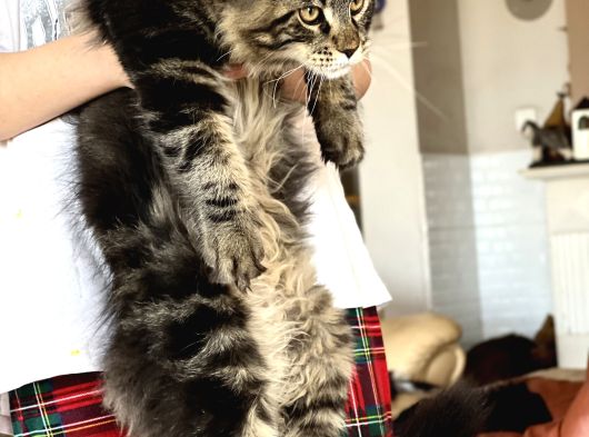 Maine Coon Yavruları görsel