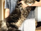 Maine Coon Yavruları