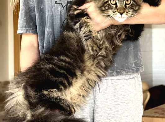 Maine Coon Yavruları görsel