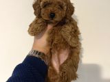 Toy poodle kore kan yavrular ilk aşıları yapıldı