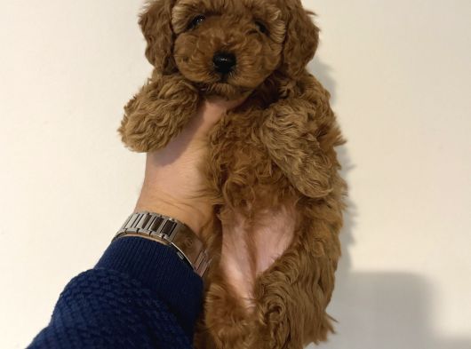 Toy Poodle Kore Kan Yavrular Ilk Aşıları Yapıldı