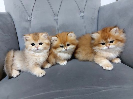 Irkının En Güzelleri British Longhair Golden Yavrularımız görsel