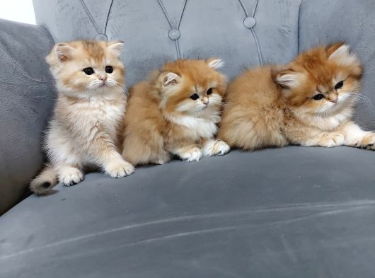 Irkının En Güzelleri British Longhair Golden Yavrularımız görsel