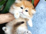 Irkının en güzelleri british longhair golden yavrularımız