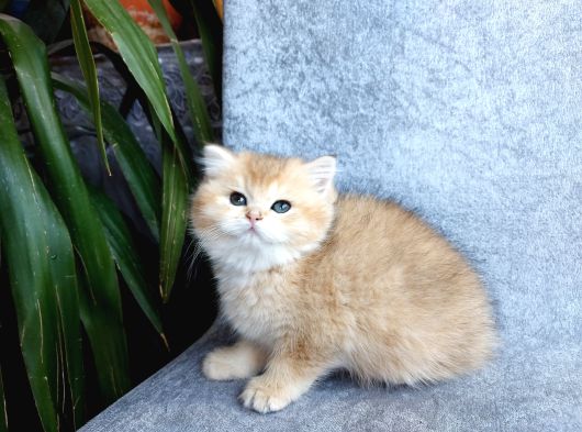 Irkının En Güzelleri British Longhair Golden Yavrularımız görsel