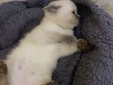 British Scottish 2 Aylik Kedi̇ler Ev Ariyor