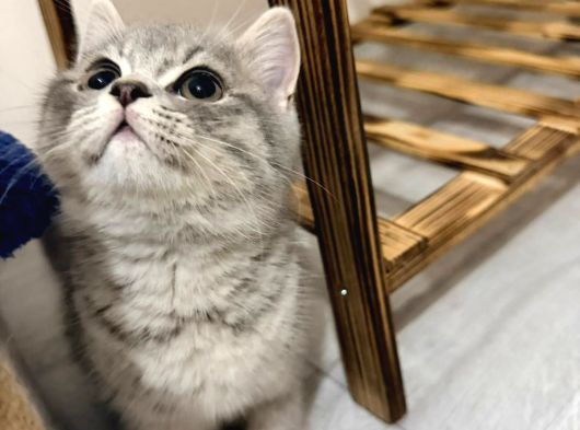 2 Buçuk Aylık British Erkek Ev Kedisi görsel