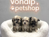VONALP PET GARANTISIYLE EFSANE GÜZELLİKTE MORKİE YAVRULAR