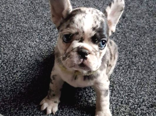 Safkan French Bulldog Merle