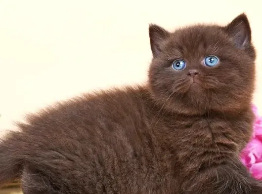 Ayıcık Suratlı Chocolate British Shorthair görsel