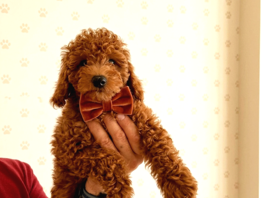 Aşılı Poodle Bebekler görsel