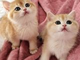 MANİSA İZMİR DENİZLİ UŞAK SAFKAN GOLDEN BRITISH SHORTHAIR