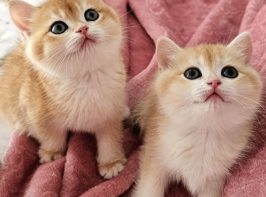 Mani̇sa İzmi̇r Deni̇zli̇ Uşak Safkan Golden British Shorthair