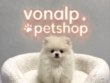 VONALP PET GARANTISIYLE EFSANE pomerainan boo