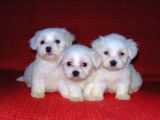 KAR BEYAZ MALTESE TERRİER CİNSLERİ