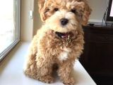 Malti̇poo Ci̇nsi̇ Yavrular Ev Üreti̇mi̇