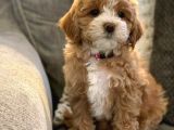 Malti̇poo Ci̇nsi̇ Yavrular Ev Üreti̇mi̇