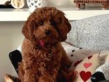Toy Poodle Sevi̇mli̇ Yavrular Ev Üreti̇mi̇