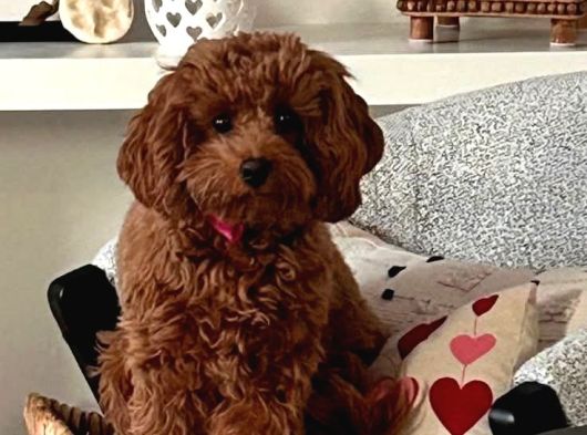 Toy Poodle Sevi̇mli̇ Yavrular Ev Üreti̇mi̇