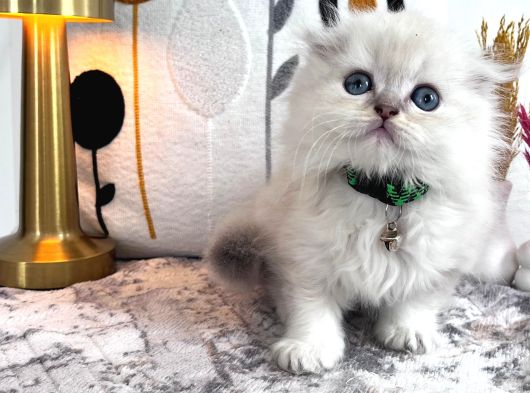 Irkırkının En Iyisi Moncik Yavrularımız Sizi Bekliyor görsel