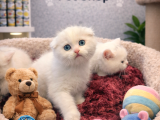 Mükemmel A Kalite Beyaz Scottish Fold Yavrularımız