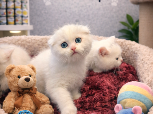 Mükemmel A Kalite Beyaz Scottish Fold Yavrularımız görsel