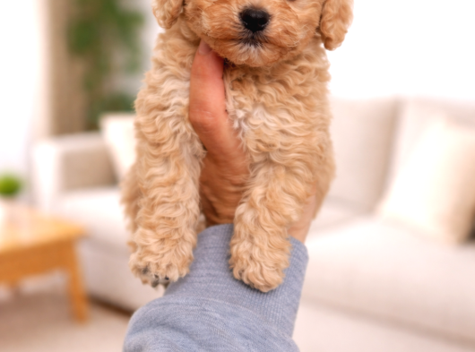 Toy Poodle Yavrularımız Yeni Yuvasını Arıyor