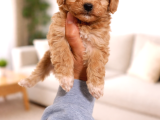 Toy Poodle Yavrularımız Yeni Yuvasını Arıyor