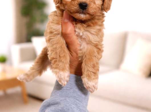 Toy Poodle Yavrularımız Yeni Yuvasını Arıyor görsel