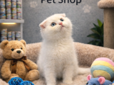 Mükemmel A Kalite Beyaz Scottish Fold Yavrularımız
