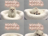 Vonalp Pet Garantisiyle Efsane Pomerainan Boo