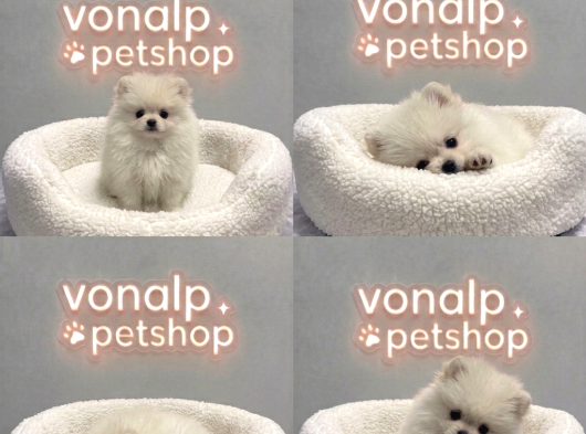 Vonalp Pet Garantisiyle Efsane Pomerainan Boo görsel