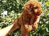 Red Brown muhteşem güzellikte toy poodle yavrularımız